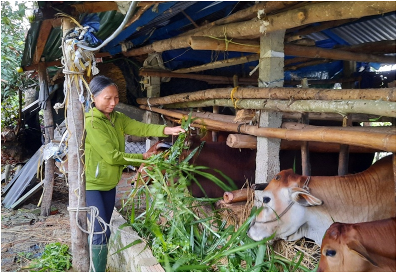 Hiệu quả tín dụng chính sách xã hội cho hộ đồng bào dân tộc thiểu số trên địa bàn huyện Ba Tơ, giai đoạn 2016 – 2020