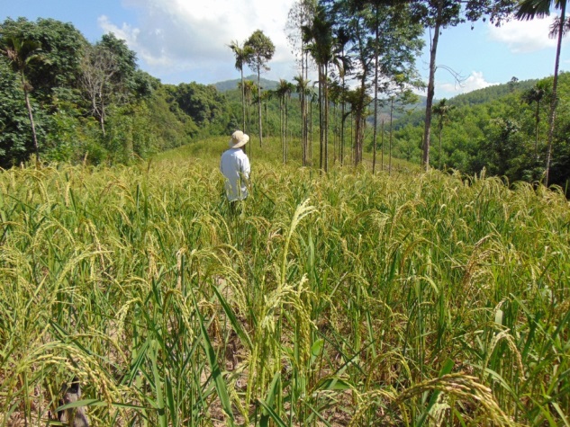 Xã Ba Nam phát triển diện tích lúa rẫy trong vụ mùa năm 2022