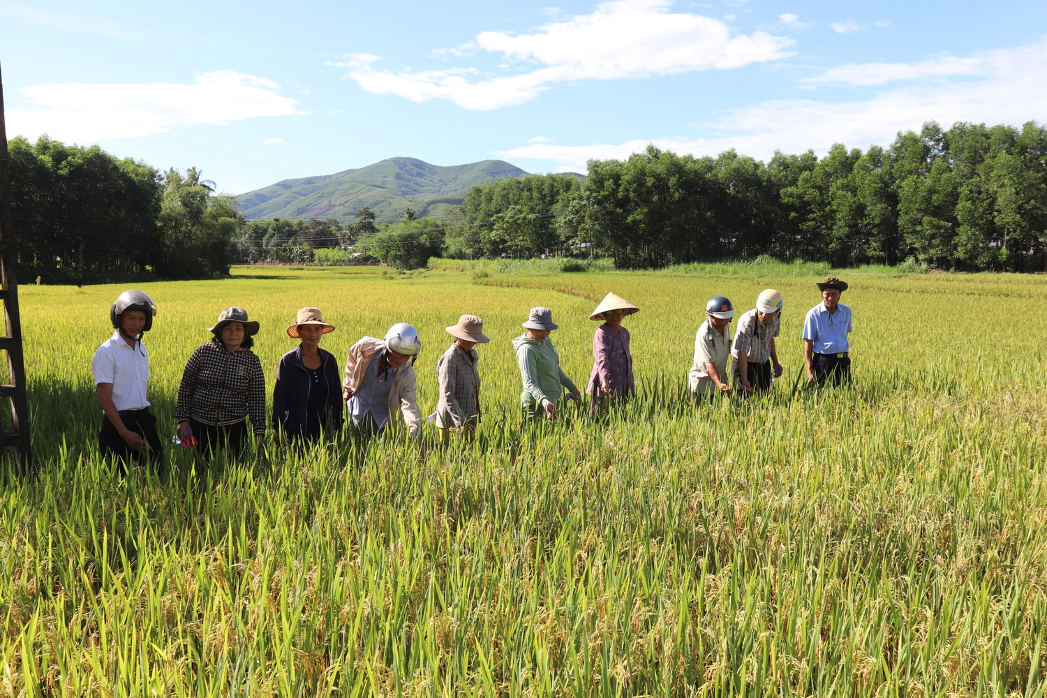 Hội nghị tham quan, tổng kết Mô hình “1 phải 5 giảm trong sản xuất lúa”