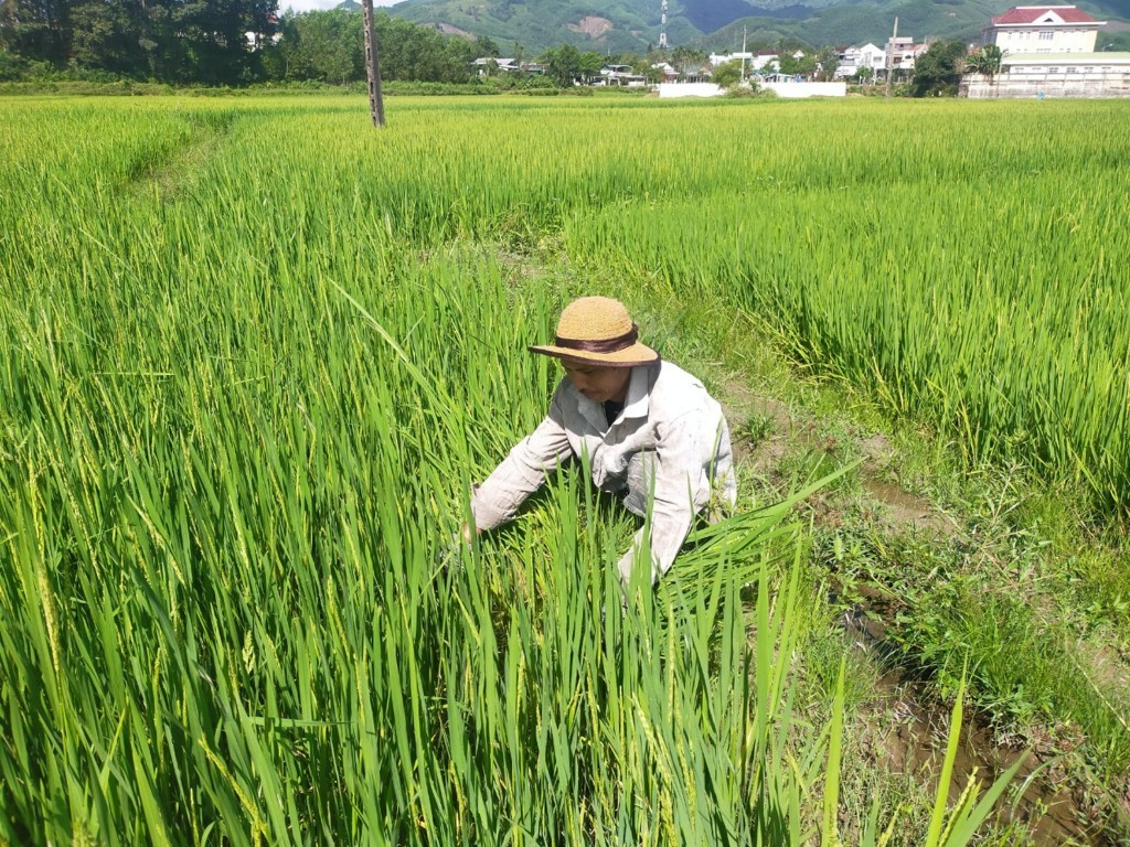 Nông dân Ba Tơ tập trung ra đồng chăm sóc lúa Đông Xuân sau tết Nguyên đán Giáp Thìn 2024