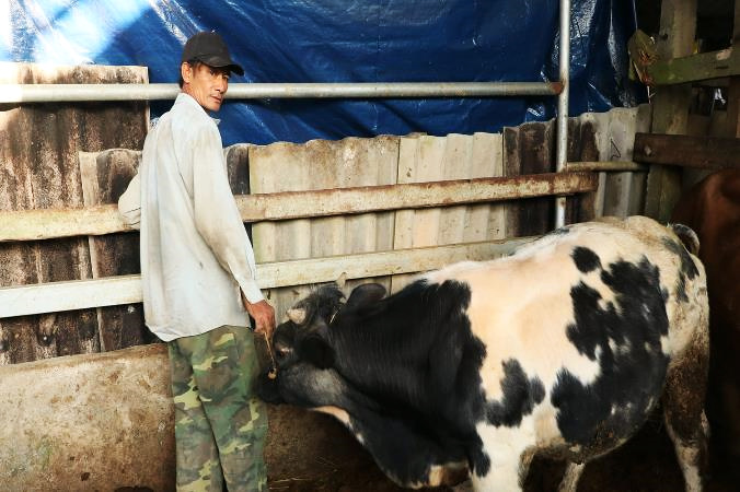 Hiệu quả kinh tế từ mô hình nuôi bò lai, nuôi bò vỗ béo nhốt chuồng ở xã Ba Động